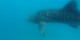 Philippines - 2012-01-16 - 153 - Whale Shark Beach